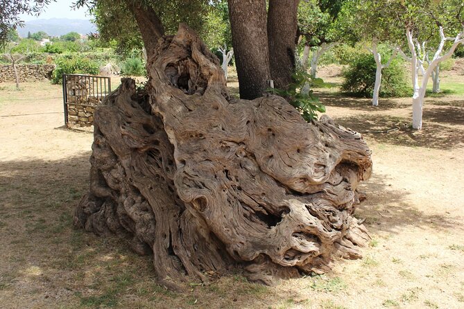 In Crete Discover the miracle of Olive Oil and Organic Fruits - Exploring Traditional Olive Oil Mills in Vryses