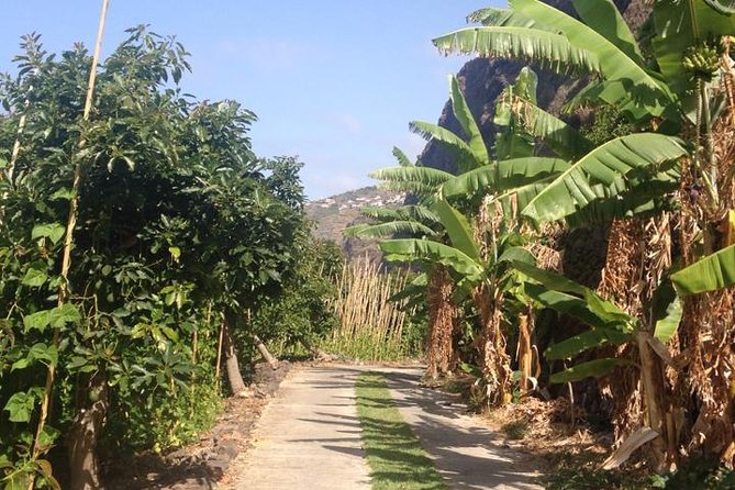Incredible tour to a 'Faja' with a story - Take in the Views During the Cable Car Ride to the Coast