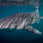 Intimate Eco-Friendly Whale Shark Encounter - Premium Service - What to Expect During the Whale Shark Encounters