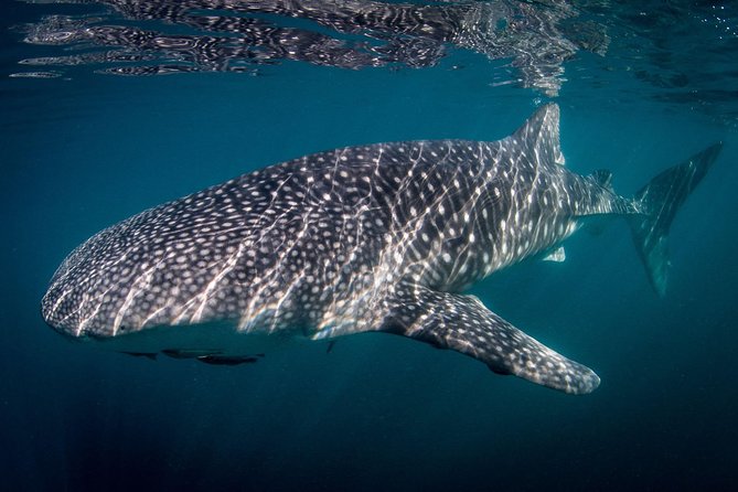 Intimate Eco-Friendly Whale Shark Encounter - Premium Service - What to Expect During the Whale Shark Encounters