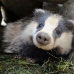 Introd: Entry Ticket to Parc Animalier - Accessing Parc Animalier from Nearby Cities