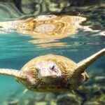 Introductory Beach Scuba Dive - Classroom Instruction and Safety Education