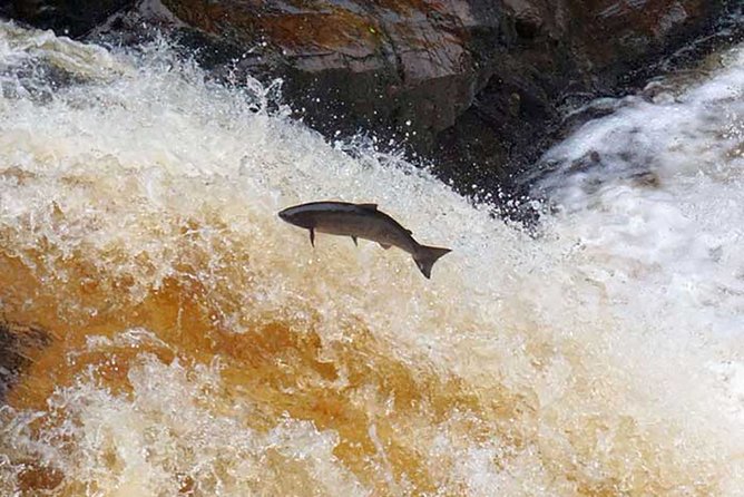 Invergordon Cruise Excursion - Castle ,Whisky and History Tour - Visiting Millionaires Viewpoint: Scotland’s Scenic Highlight