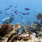 Isla Mujeres: PADI Open Water Diver Course - The Marine Life Adventure in the Caribbean Sea