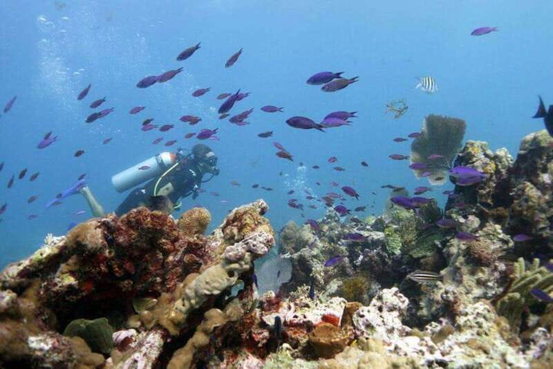 Isla Mujeres: PADI Open Water Diver Course - The Marine Life Adventure in the Caribbean Sea