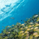 Isla Mujeres: Snorkel Tour at Musa and Manchones Reef - The Expertise and Approach of Pocna Dive Center Guides