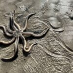 Island Paradise: Dolphin, Shelling, Birding Eco Boat Tour - Starting Point in Marco Island’s Goodland Village