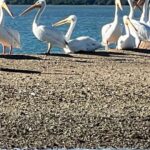 Island Paradise: Dolphin, Shelling, Birding Eco Boat Tour - Discover the Unique Ecosystem of the Ten Thousand Islands