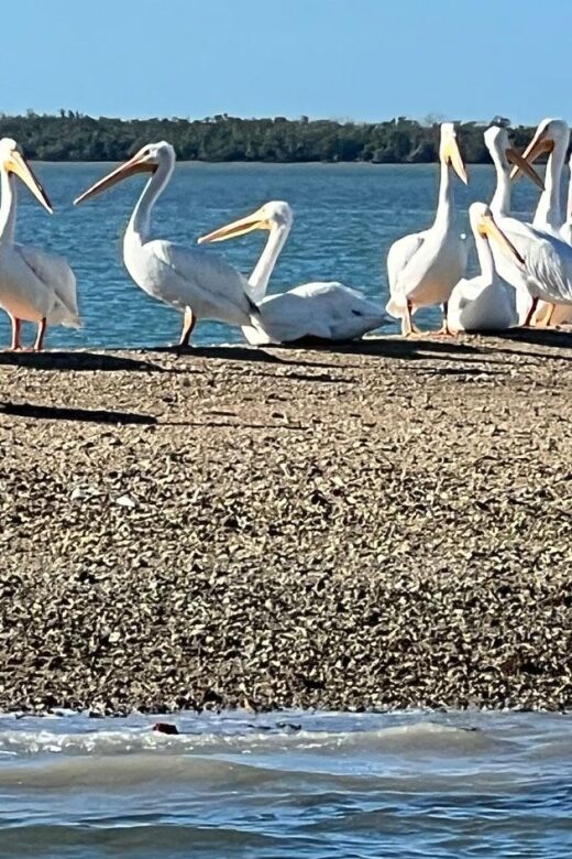 Island Paradise: Dolphin, Shelling, Birding Eco Boat Tour - Discover the Unique Ecosystem of the Ten Thousand Islands