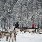 Ivalo: A Day in the Life of Reindeer Herders - Traditional Finnish Winter Fishing in the Arctic