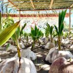 Ixtapa Zihuatanejo Archaeological Zone and Coconut Museum Tour - Practical Details and Recommendations