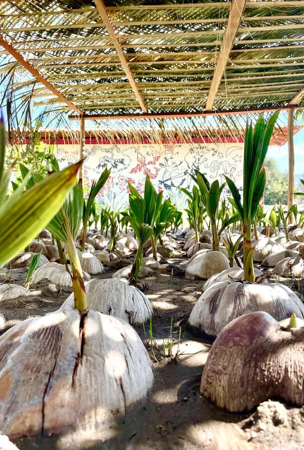 Ixtapa Zihuatanejo Archaeological Zone and Coconut Museum Tour - Practical Details and Recommendations