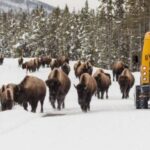 Jackson: 4-Day Grand Teton & Yellowstone Winter Tour - The Itinerary and How It Makes Each Day Special