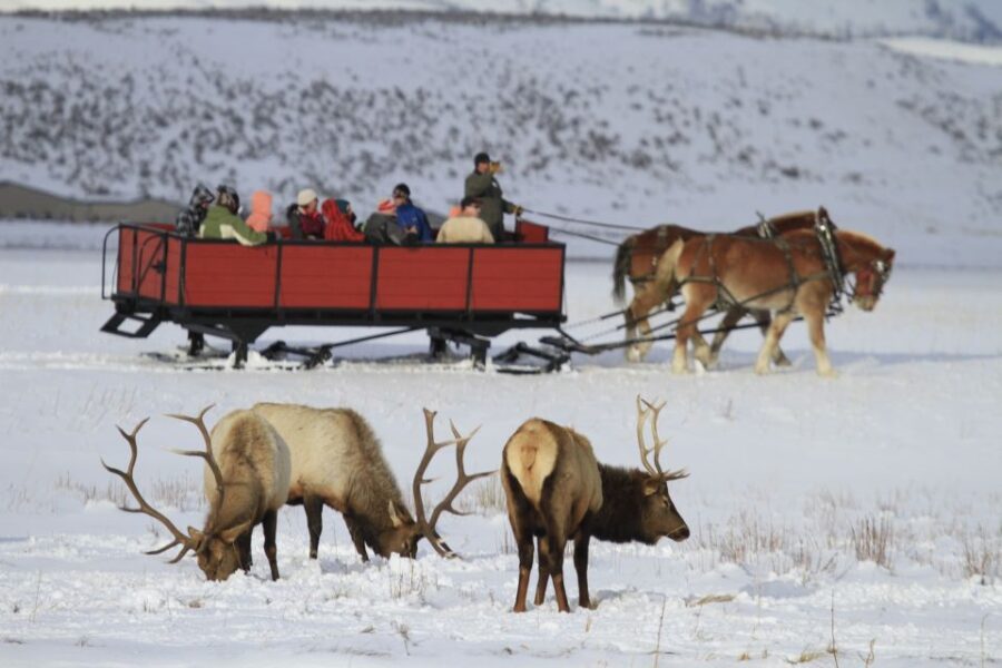 Jackson: Grand Teton and National Elk Refuge Winter Day Trip - Wildlife Viewing in Grand Teton National Park from a Heated Vehicle