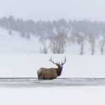 Jackson: Grand Teton, Bighorn Sheep, and Petroglyphs Tour - Starting Point and Transportation Logistics
