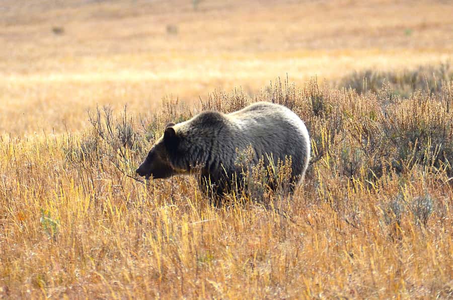 Jackson: Grand Teton National Park - Van Tour - Starting Point and Transport Convenience in Jackson