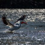 Jackson Hole: Comfortable Snake River Float Trip - Wildlife Watching from the Comfort of Cushioned Seats