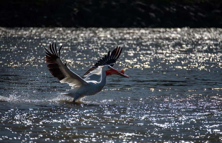 Jackson Hole: Comfortable Snake River Float Trip - Wildlife Watching from the Comfort of Cushioned Seats