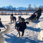 Jackson Hole Dog Sledding Adventure - Jackson Hole’s Private, Motor-Free Trails for Dog Sledding