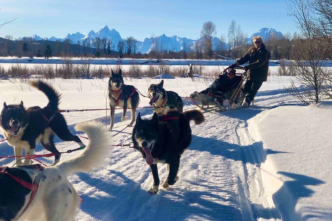 Jackson Hole Dog Sledding Adventure - Jackson Hole’s Private, Motor-Free Trails for Dog Sledding