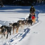 Jackson Hole: Dogsledding Tour with Hot Chocolate - Starting Point and Transportation to Heart Six Ranch