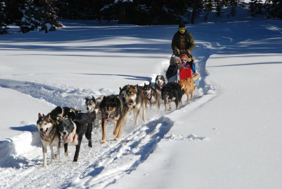 Jackson Hole: Dogsledding Tour with Hot Chocolate - Starting Point and Transportation to Heart Six Ranch