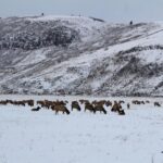 Jackson Hole: National Elk Refuge Sleigh Ride - Wildlife Encounters and Conservation Insights