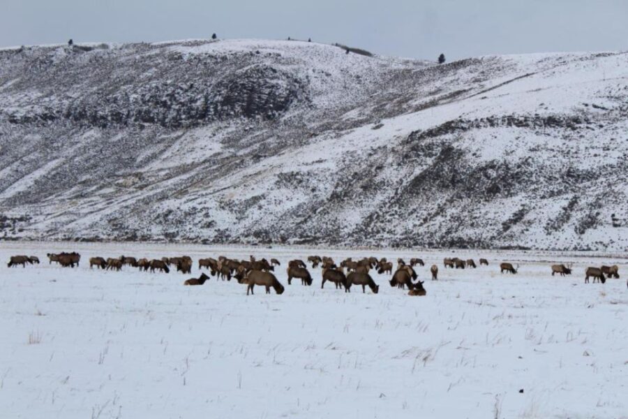 Jackson Hole: National Elk Refuge Sleigh Ride - Wildlife Encounters and Conservation Insights