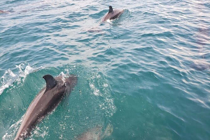 Jacksonville Private Boat Tour Daytime or Sunset, up to 6 people - Wildlife and Landmarks Along the River