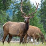 Jasper Evening Wildlife Tour - Scenic Mountain Passes and Wilderness Views
