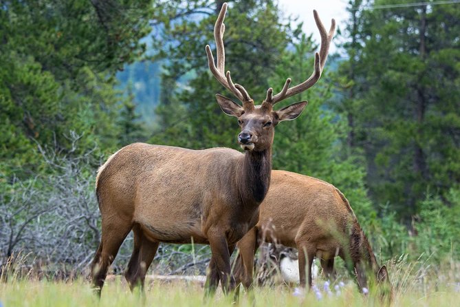 Jasper Evening Wildlife Tour - Scenic Mountain Passes and Wilderness Views