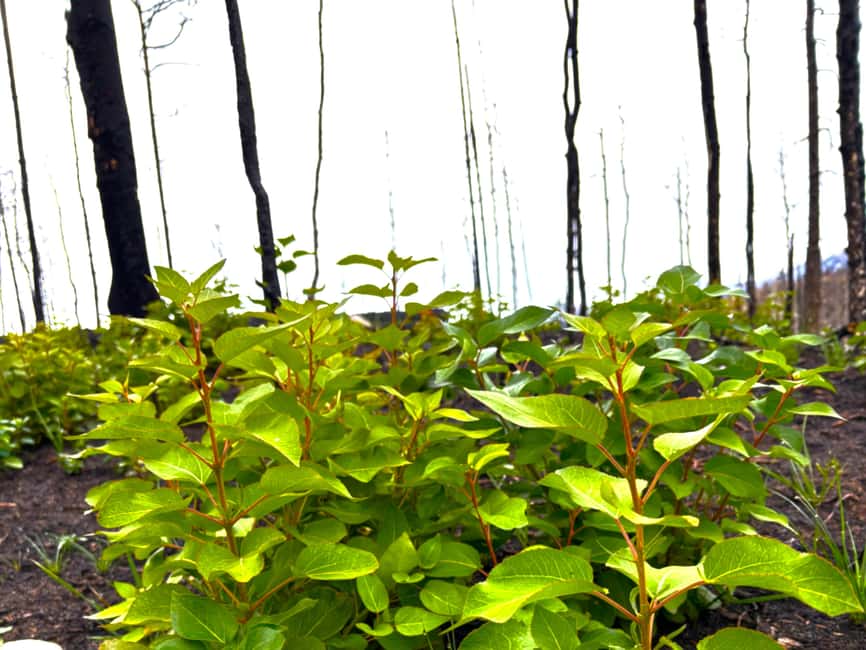 Jasper: Guided Wildfire Hike with Lunch - Walking Through the Wildfire-Scarred Landscape