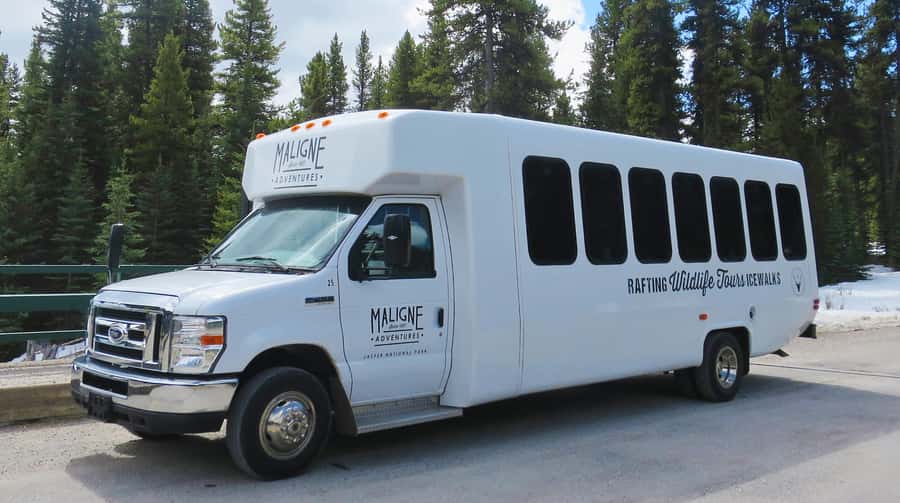 Jasper: Wildlife and Sightseeing Tour with Lakeshore Hike - Wildlife Spotting in Jasper’s Wilderness