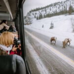 Jasper: Winter Wildlife Bus Tour in Jasper National Park - Exploring Jasper’s Remote and Wild Regions