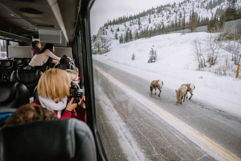 Jasper: Winter Wildlife Bus Tour in Jasper National Park - Exploring Jasper’s Remote and Wild Regions