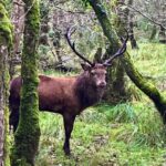 Jaunting Car Tour in Killarney National Park - Visiting Muckross Abbey and the Ancient Yew Tree