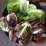 Jean Talon Market Walking Tour x Michelin-Trained Chef - The Unique Flavor of Jean Talon Market from a Chef’s Viewpoint