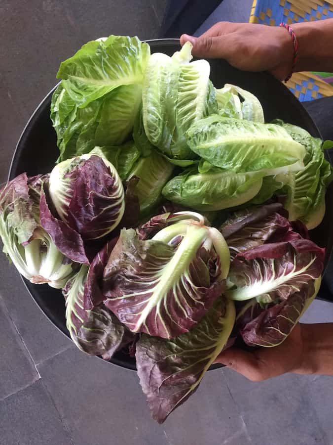 Jean Talon Market Walking Tour x Michelin-Trained Chef - The Unique Flavor of Jean Talon Market from a Chef’s Viewpoint