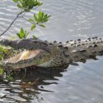 Jeep Tour to Punta Sur Eco Beach Park with Lunch - Starting Point and Pickup Details at Cozumel