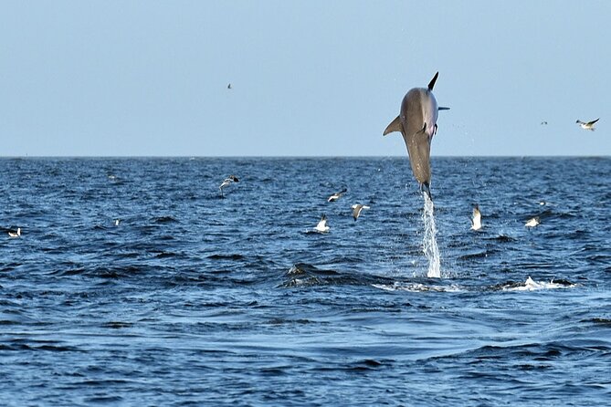 Jekyll Island Dolphin Tours - Expert Guides and Their Role in the Tour