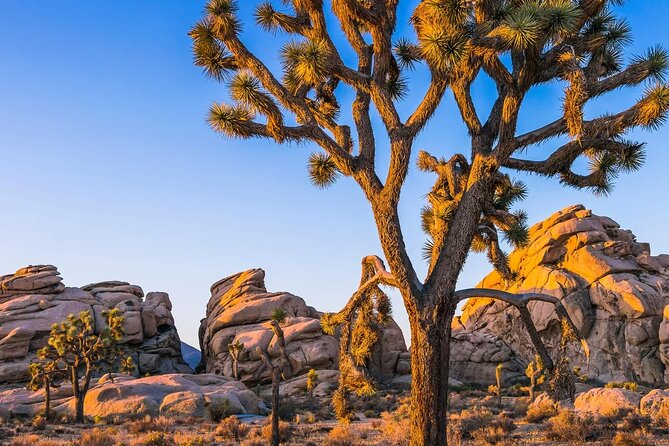 Joshua Tree National Park and Pioneertown Tour - Thrift Shopping in Joshua Tree Town