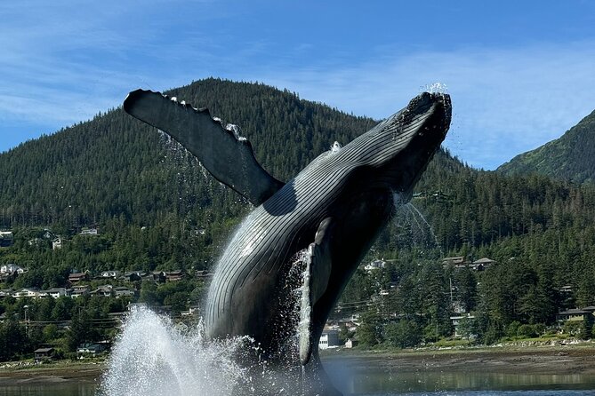 Juneau Highlights and Mendenhall Glacier Tour - The Whale Project: A Sculptural Tribute to Marine Life