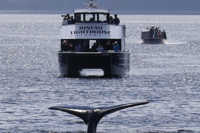 Juneau Lighthouse Tours - Whale watching & Lighthouse Combo - Whale Watching: Spot Orcas, Whales, and Sea Lions in Their Natural Habitat