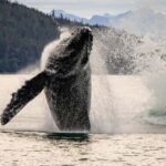 Juneau: Mendenhall Glacier Waterfall & Whale Watching Tour - Whale Watching from a Comfortable Jetboat