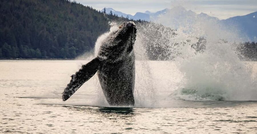 Juneau: Mendenhall Glacier Waterfall & Whale Watching Tour - Whale Watching from a Comfortable Jetboat