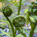 Juneau: Rainforest Photo Safari on a Segway - Introducing the Segway Experience and Safety Briefing