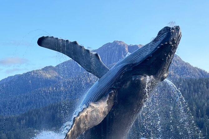 Juneau Top Sight Seeing Group Tour - Wildlife Encounters Along the Route