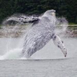 Juneau Whale Watch and Wildlife Quest - Exploring the Auke Bay Ecosystem