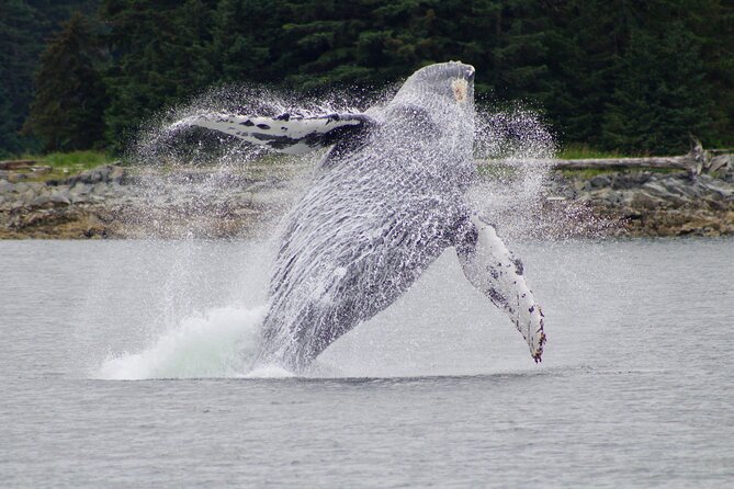 Juneau Whale Watch and Wildlife Quest - Exploring the Auke Bay Ecosystem