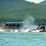 Juneau Whale Watching Adventure - How the Tour Begins: From Mount Roberts Tramway to Auke Bay